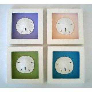 Set /4 Shadow Boxes   Sand Dollar Multi Colored Background   Nautical 