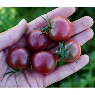  Black Cherry Tomato 25 Seeds   Sweet & Juicy Patio, Lawn 