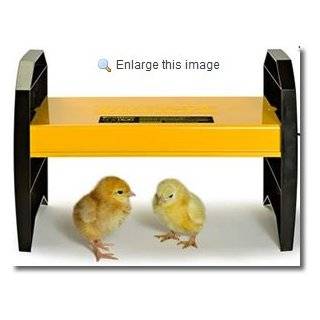  Heated Box Poultry Brooder   Thermostatically Regulated 