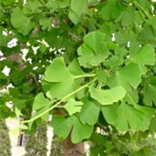  Ginkgo biloba Maidenhair Tree Seeds Patio, Lawn & Garden