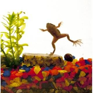  Animal Planet Frog Habitat: Toys & Games