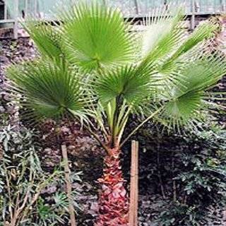 MEXICAN FAN PALM WASHINGTONIA ROBUSTA 10 seeds