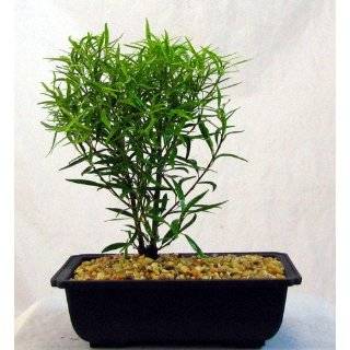 Papoose Sitka Spruce True Bonsai   Picea Grocery & Gourmet Food
