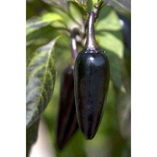   of Hungary Pimento Pepper 4 Plants   Heirloom Patio, Lawn & Garden