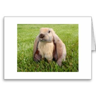 English Lop Rabbit Note Cards