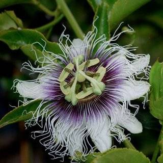 10 Seeds, Purple Passion Flower (Passiflora edulis) Seeds By Seed 